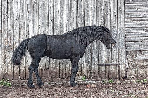 Yawning Horse_26941.jpg - Photographed near Smiths Falls, Ontario, Canada.